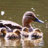 GreatEnte 的头像