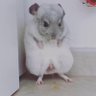 rata miada's profile picture