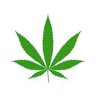 凯撒 的头像