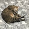 ネコヌコ's profile picture