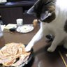 Profilbild von とげざえもん