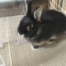 ゆうたあんこ profil fotoğrafı