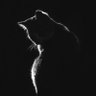 Profilbild von Meph