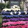 早池峰山's profile picture