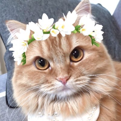 むぎ🦁+(てんてん&りんりん)'s profile picture
