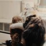シナモン profil fotoğrafı