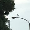 赤嶺（AKAⓂ️INE) profil fotoğrafı