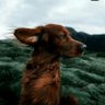 Reticente Insurgente profil fotoğrafı