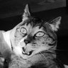 Profilbild von シシトウ