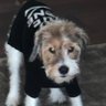 Bad to the Bone profil fotoğrafı