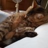 Фото профиля キジトラかもしれない+黒猫(略してキジ黒)