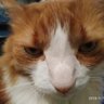 ThereWillBeDNIWE profil fotoğrafı
