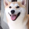 柴犬ちーちゃんとの生活　since2016 profil fotoğrafı