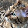 _Nishijima profil fotoğrafı