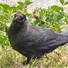 Profilbild von CarryOnCrows
