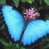 Profilbild von 🦋الفراشة🦋