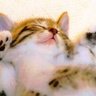 kucool's profile picture