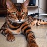 Gato Caramelo's profile picture