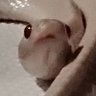 Profilbild von ãœãœãã