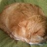 nekolove.'s profile picture