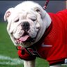 DawgFan's profile picture