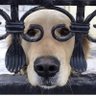 Chuck Cunningham's profile picture
