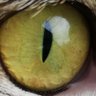 ぬこしし profil fotoğrafı