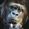 Azebin profil fotoğrafı