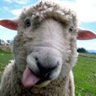 Profilbild von Rene, der Schildwächter - #TeamWissenschaft