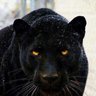 UNDERTAKER's profile picture