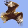 Mohamed El Attar's profile picture