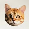 Profilbild von 茶トラのちゃろう丸