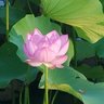アンダンテみどり 的头像