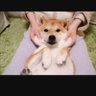 ぴえろ人間 的头像