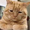 Kisaki Ryu's profile picture