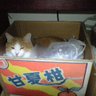 マツキヨ 的头像