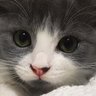 Simo's profile picture