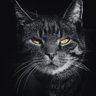 Profilbild von 陈宁ChanLing