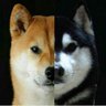 宮吉's profile picture