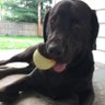 Фото профиля Sully the Dog