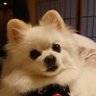 ふぅ~☆モコモコ♪'s profile picture
