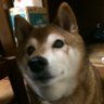 らん吉's profile picture