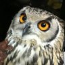 WildKenji profil fotoğrafı
