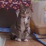 猫猫 profil fotoğrafı