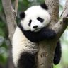 Profilbild von Panda