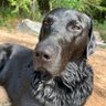 Eddie Meduza 🇸🇪🐶🇮🇱🐶🇺🇦's profile picture