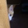 teba's profile picture