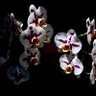ARS 的头像