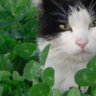 wawa's profile picture