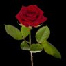 fa albanna 🌹's profile picture